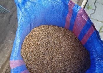 Pszenżyto Pszenżyto