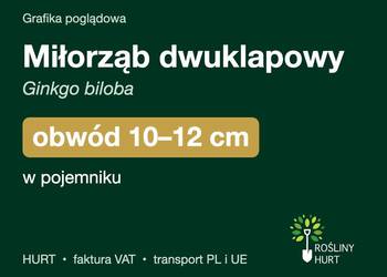 Miłorząb dwuklapowy (Ginkgo biloba) obwód 10-12 cm, w pojemniku – HURT