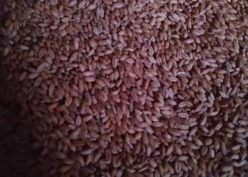 Pszenżyto ozime ładne, czyste ziarno