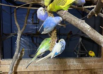 Sprzedam papugi faliste i nimfy