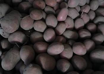 ziemniaki baltic rose