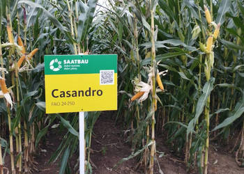 Materiał siewny kukurydza Casandro na ziarno + Optiplus na ptaki Materiał siewny kukurydza Casandro na ziarno + Optiplus na ptaki