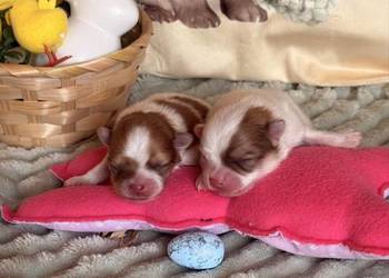 Szpic miniaturowy/pomeranian