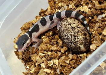 Gekony Lamparcie Mack Snow / Mack Snow Tangerine