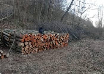 Drewno opałowe olcha jawor