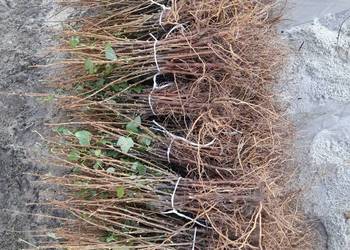 Porzeczka czerwona czarne patyki liście sadzonka