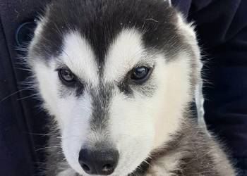 Szczeniaki syberiany husky