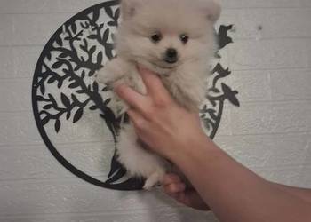 szpic mały - suczka