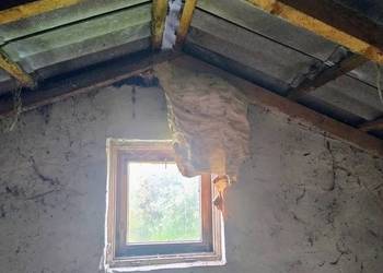Likwidacja rojów, usuwanie gniazd os,  szerszeni