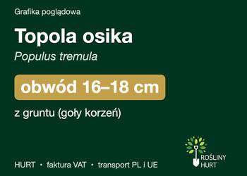 Topola osika (Populus tremula) obwód 16-18 cm, z gruntu – HURT