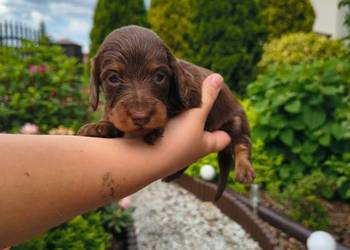 Jamnik długowłosy Dackel dachshund choco tan