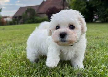 Bichon frise Fci