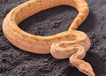 Boa constrictor samica