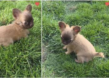 Chihuahua sunia długowłosa FCI