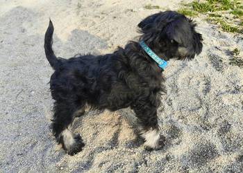 Sznaucer miniaturowy czarno srebrny FCI