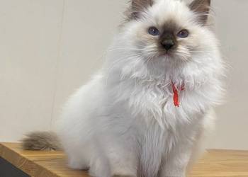 Kotka hodowlana FPL ragdoll