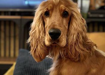 Reproduktor/krycie cocker spaniel angielski złoty