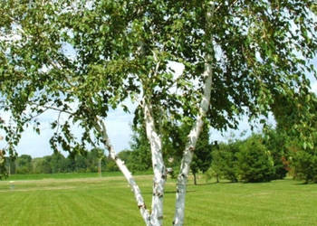 BRZOZA PAPIEROWA Betula papyrifera NASIONA 10000 sztuk - 10g.