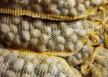 Sprzedam ziemniaki drobne wielkości sadzeniak