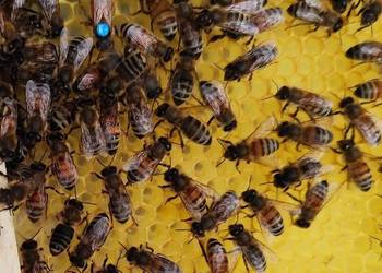 Od ręki Unasiennione Buckfast VSH matki pszczele czerwiące Pasieka Wolinia