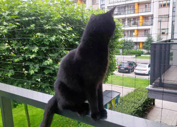 Jak zamontować siatkę na balkon dla kota Warszawa montaż siatek ochronnych