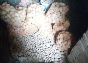 ziemniaki żółte i czerwone jadalne duże średnie i małe sortowane