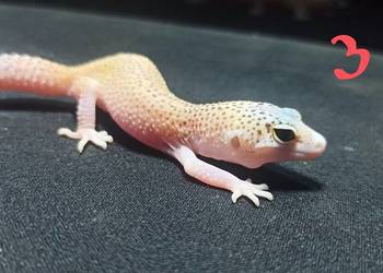 eublefary lamparcie młode eublefary lamparcie młode