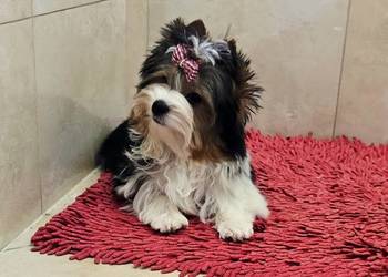 Piękny piesek 100% Biewer York chłopczyk York