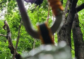 Prace arborystyczne Arborysta