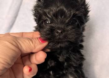 Yorkshire terrier suczka czarna