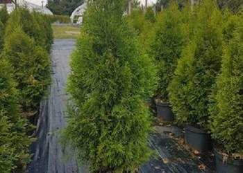 Tuja szmaragd 70-100cm Thuja smaragd 70-100cm Donica 3-5 L D