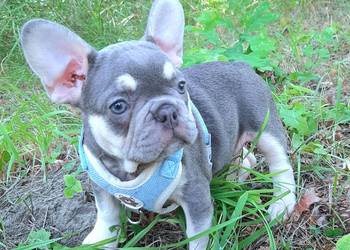 Buldog francuski piesek