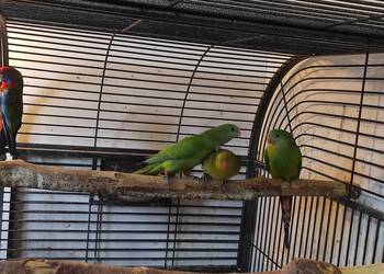 Sprzedam dwie barabandy - ptaki niespokrewnione