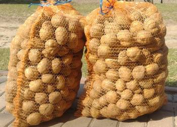 Ziemniaki Vineta sadzeniaki