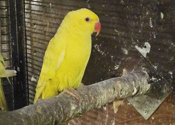 Aleksandretta obrożna lutino.