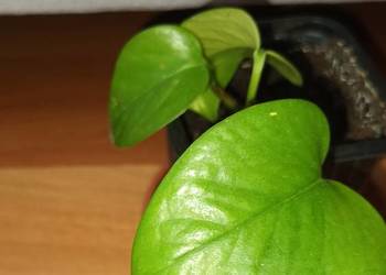 Epipremnum,  epi, roślina rosnąca