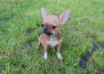 *** Przepiękna Laleczka Chihuahua *** Gotowa Do Odbioru ***