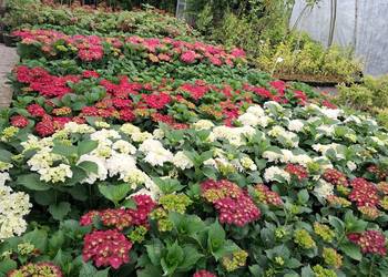 Hortensja ogrodowa, hydrangea macrophylla