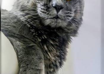 Maine Coon reproduktor