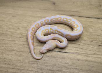 Pyton królewski Black Pastel Albino