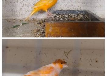 Kanarki SAMCE na śpiewie