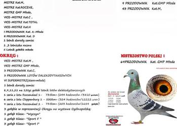 Sprzedam gołębie młode z mistrzowskiej hodowli rocznika 2025