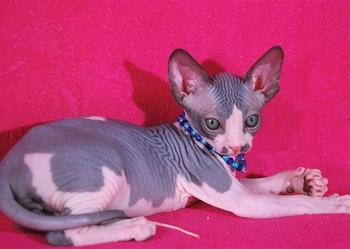 Dostępne SPHYNX i Bambino • Zaprasza! Warszawa & Sosnowiec • Sphynx Sfinks