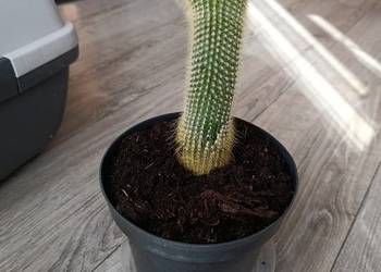 kaktus następny do pilnej sprzedaży