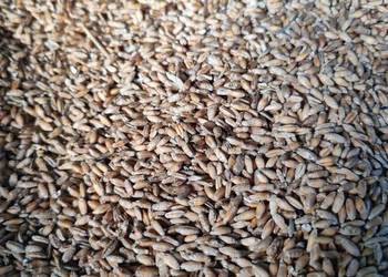 Pszenżyto tadeus Pszenżyto tadeus