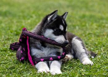 Piesek Siberian Husky szczeniak