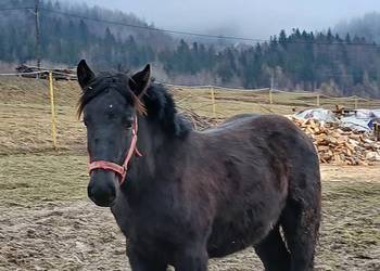 Sprzedam zrebice zimnokrwista