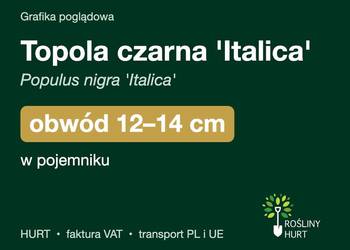 Topola czarna 'Italica' obwód 12-14 cm, w pojemniku – HURT