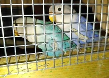 Papugi nierozłączki