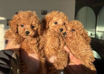 Szczenięta pudla płci męskiej i żeńskiej